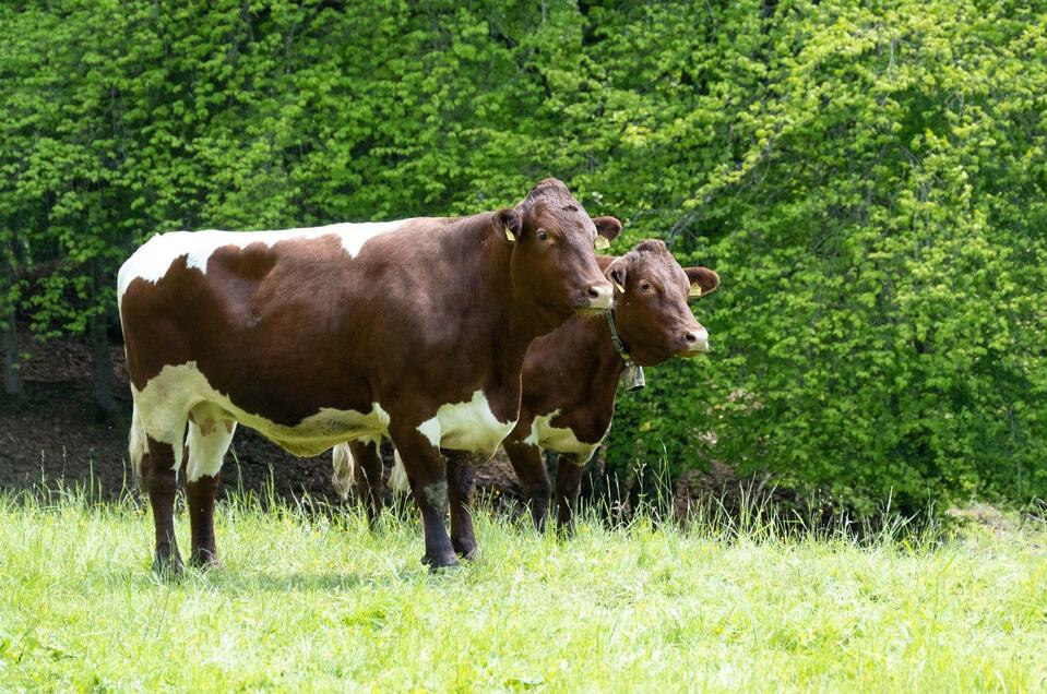 Organic Farm Waldhauser - Impression #1 | © Biohof Waldhauser