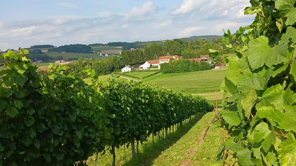 Buschenschank_Safenhof_Weinberge_Oststeiermark | © Oststeiermark Tourismus