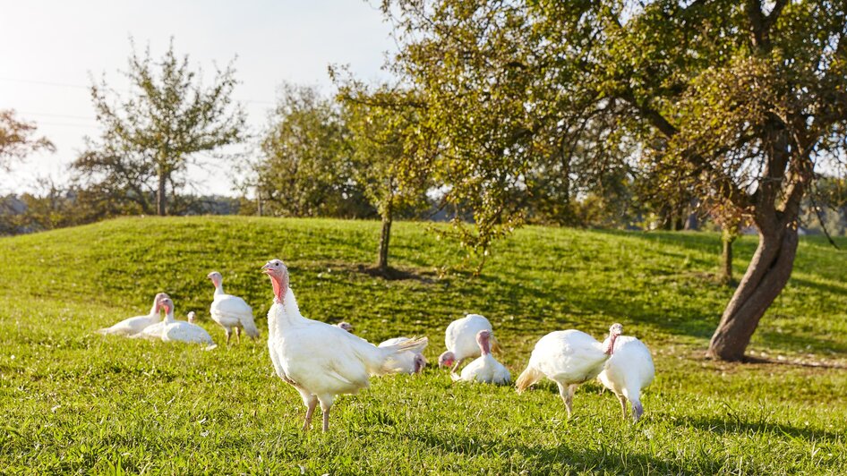 Puten auf der Weide | © Hütter Pute & Huhn