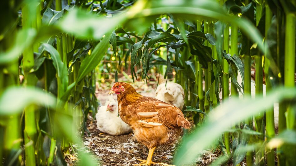 Hütter Pute & Huhn in Krusdorf - Impression #2.7