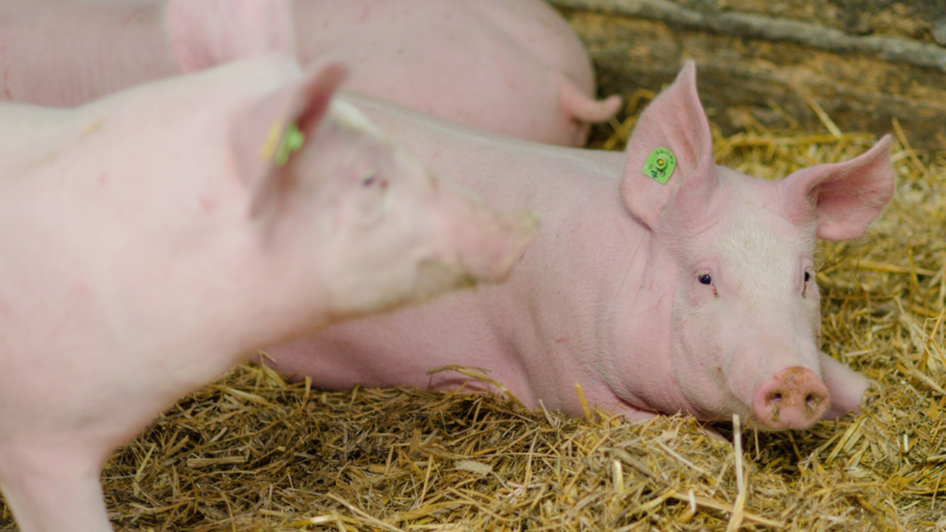 Bauernhof König | © Bauernhof König-Familie König Bauernhof König | © Bauernhof König-Familie König