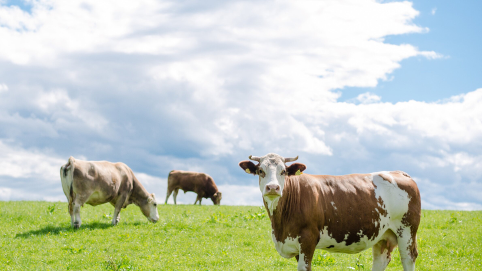 Bauernhof König | © Bauernhof König-Familie König Bauernhof König | © Bauernhof König-Familie König
