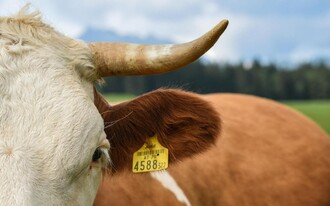 Naturschätze Kuh | © TVB Ausseerland Salzkammergut_Jacqueline Korber