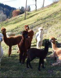Alpaca farm in Kathrein_Alpacas_Eastern Styria | © Kathreiner Alpakafarm | © Kathreiner Alpakafarm