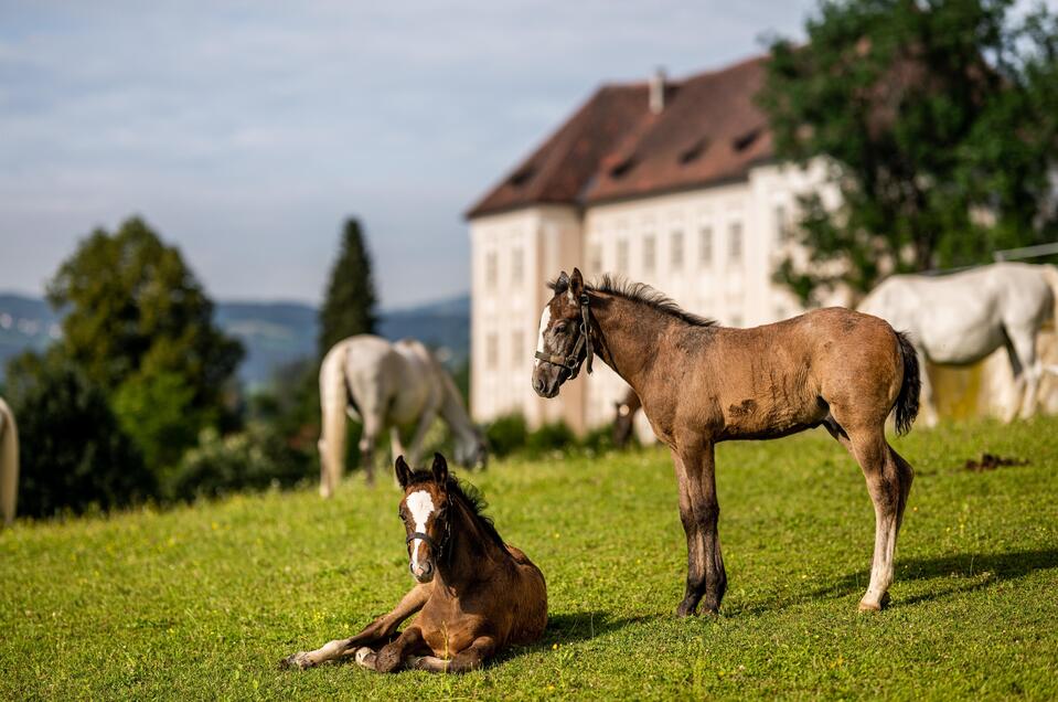 Lipizzanerheimat tourist information office - Impression #1 | © © Lipizzanerheimat-Die Abbilderei