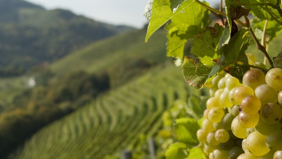 Weinberge | © Dietmar Kappel KG