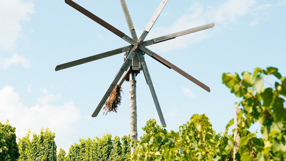 Weingarten Wiedersilli | © Weingut Wiedersilli