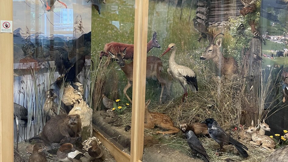Wildlife & Habitat Exhibition  - Impression #2.1