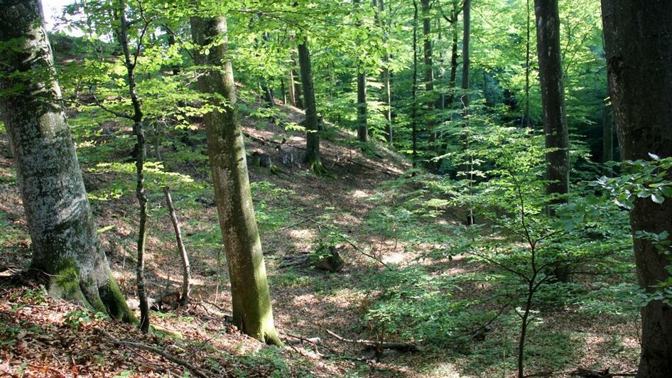 2017_Bogenparcours_(c) Ulrike Elsneg (69) | © Ulrike Elsnegg 2017_Bogenparcours_(c) Ulrike Elsneg (69) | © Ulrike Elsnegg