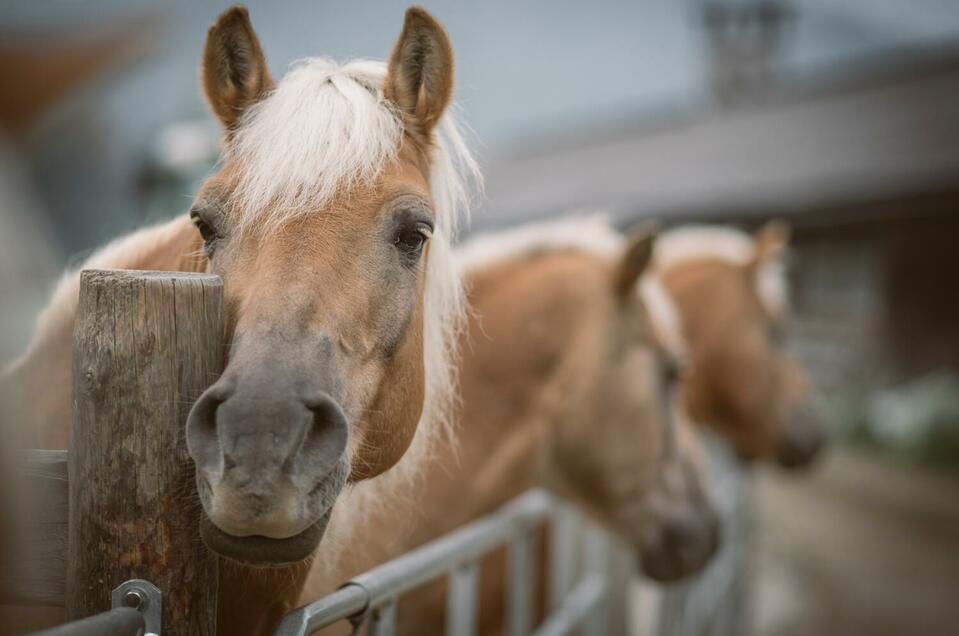 Riding ranch Rodeo - Impression #1 | © Stefan Leitner