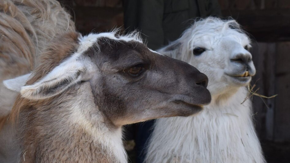 Fütterung der Lama | © Carolina Gigleitner