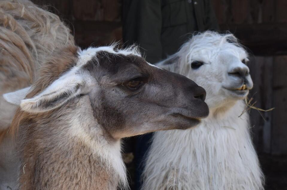 Fütterung der Lama | © Carolina Gigleitner