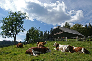 geburtshaus_rosegger_hiller | © Rothwangl