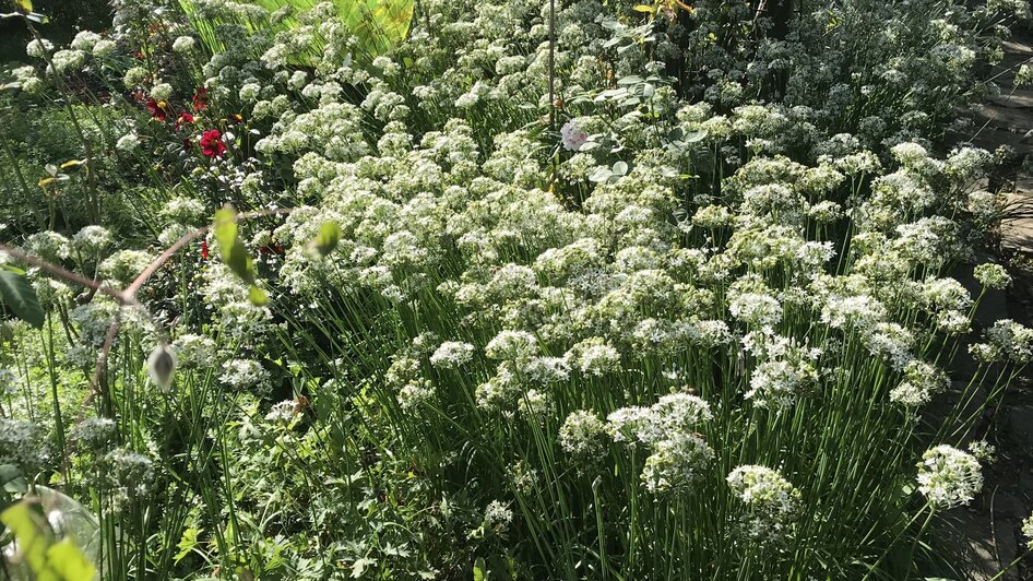 Blühender Garten mit weißen Blumen und grünem Blattwerk. | © kunstGarten