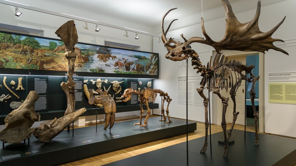 Skelette von prähistorischen Tieren und Darstellungen in einem Museum. | © UMJ - N. Lackner