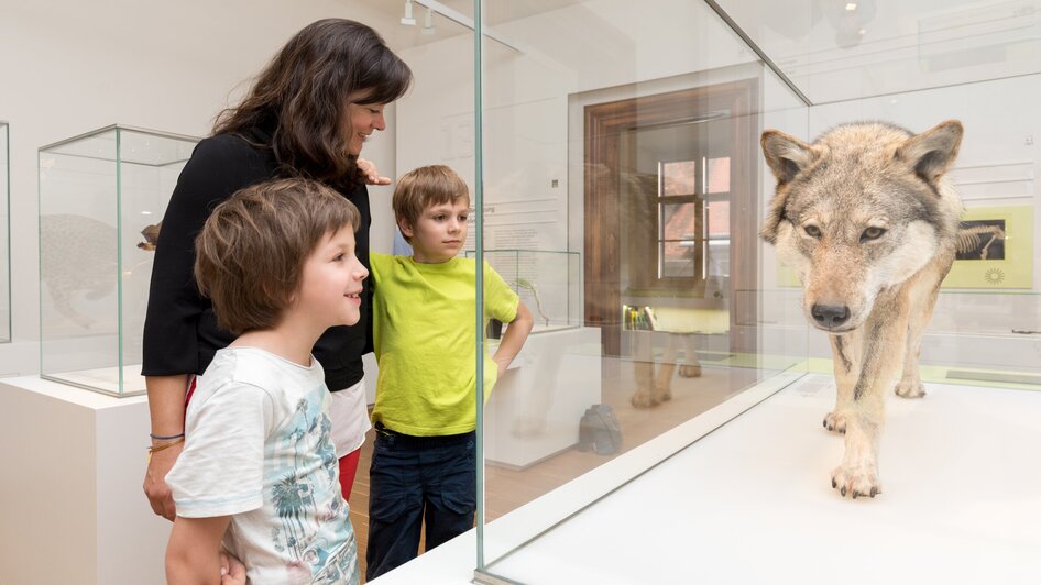 Familie betrachtet ausgestopften Wolf im Museum. | © UMJ - Harry Schiffer