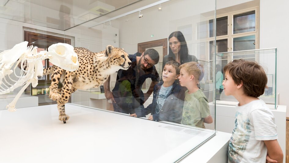 Familie und Kinder betrachten ein Gepardenskelett im Museum. | © UMJ - Harry Schiffer
