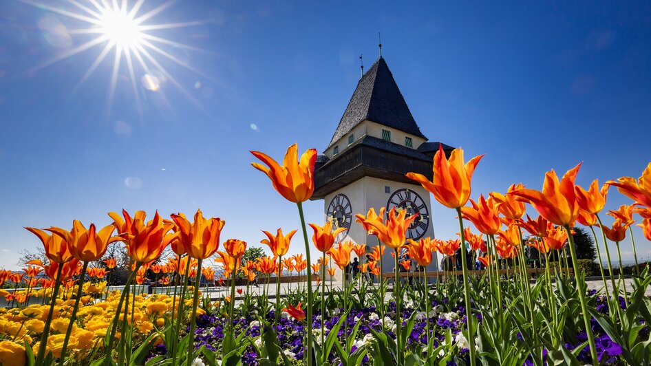 Bunter Frühling mit orangefarbenen Tulpen und dem Uhrturm in Graz.