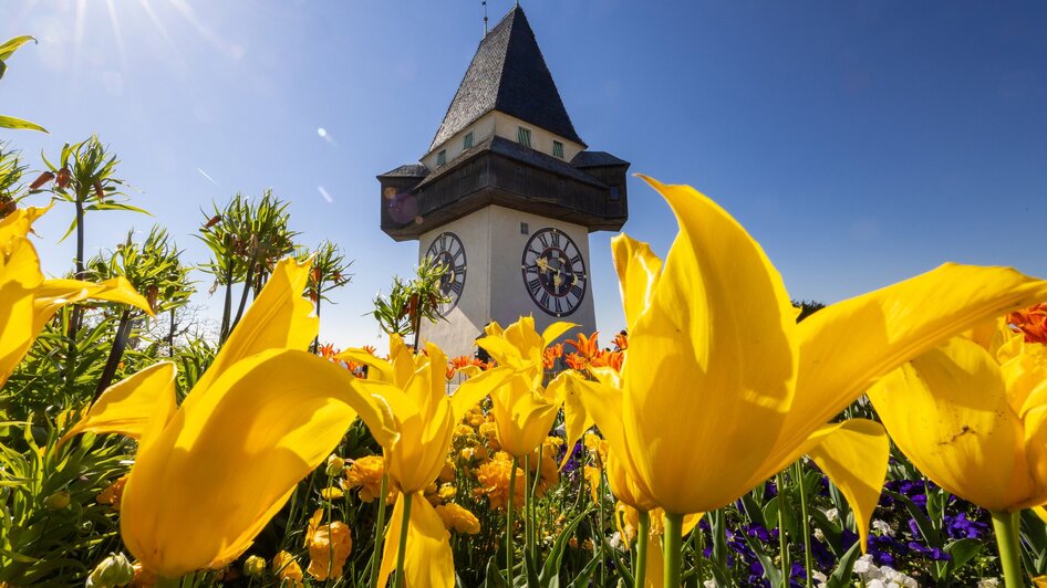 Farbenfrohe Tulpenblüten vor dem Uhrturm am Grazer Schlossberg.
