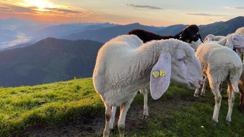 Sonnenaufgangsfrühstück am Hauser Kaibling - Impressionen #2.5 | © TVB Haus-Aich-Gössenberg