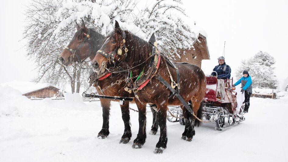 Horse Drawn Sleigh Rides Peterbauerhof - Impression #2.4