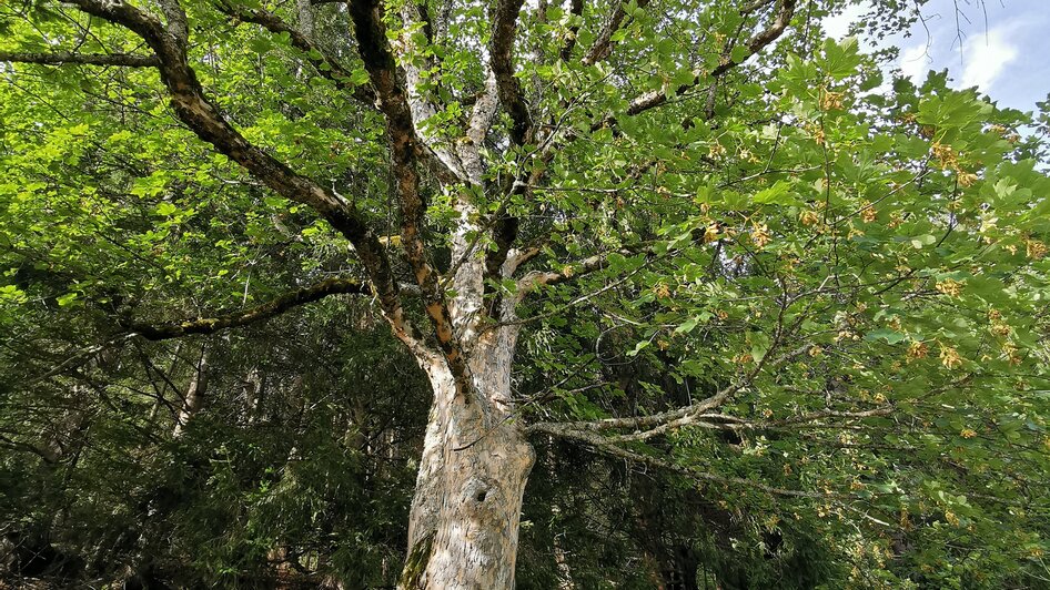 Auch ein Natur.Kraft.Platz.