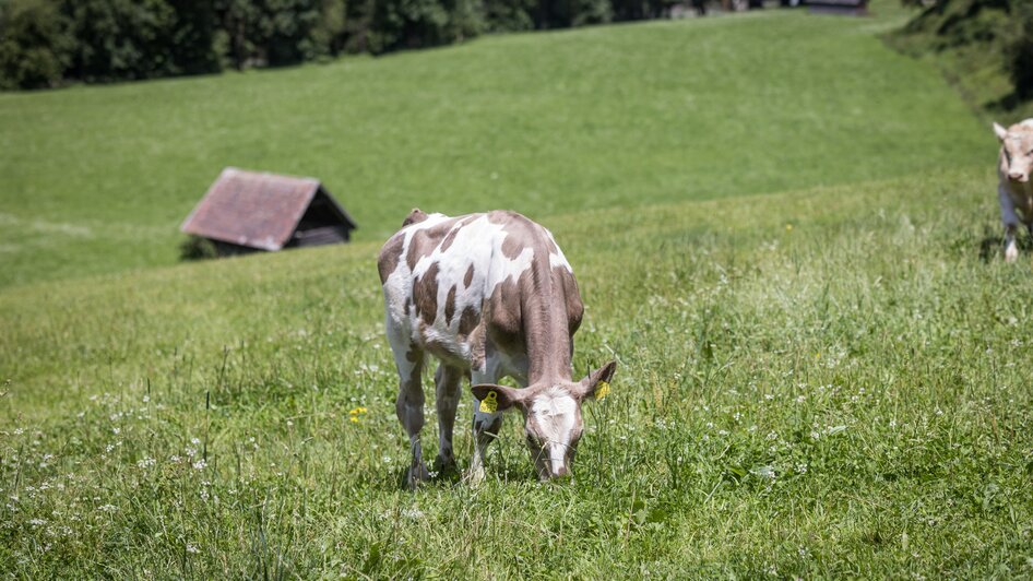 Stögergut | © Netzwerk Kulinarik wildbild